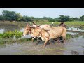 Bullock Cart Vs Tractors Bullock Cart Work In Olden Days Farming In Agriculture Land A To ZTractors