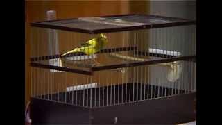 Download lagu Kontes Kenari Rusia Suara Unik dan Keren mp3 Download lagu Kontes Kenari Rusia Suara Unik dan Keren mp3