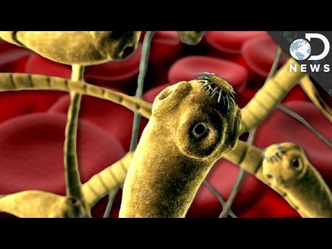 Che trattare galline da parassiti nellinverno Parassita su corde di chitarra