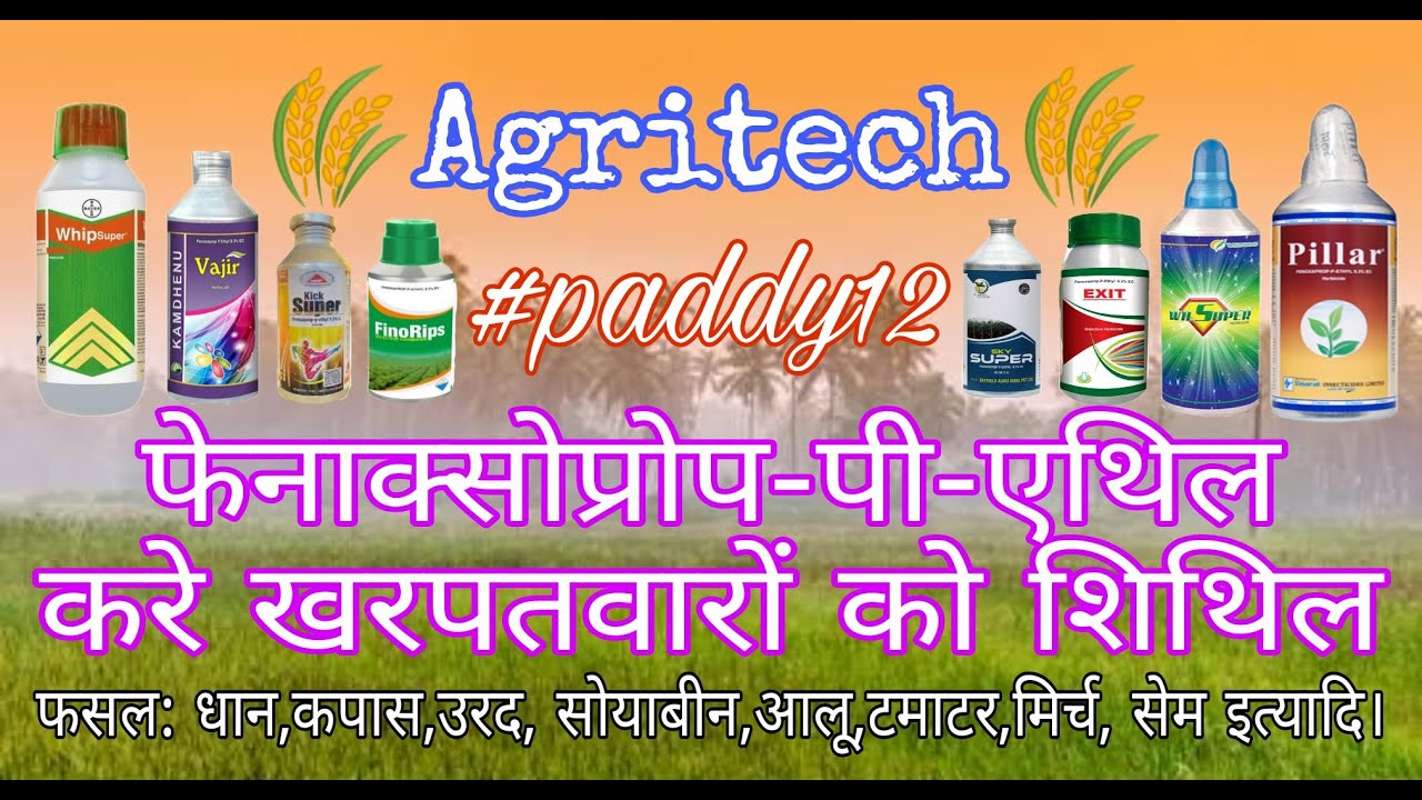 Watch video Paddy12 Fenaxoprop-p-ethyl 9.3%EC Herbicide use, dose & products | Paddy,Soyabeen, Cotton,Blackgram Now Paddy12 Fenaxoprop-p-ethyl 9.3%EC Herbicide use, dose & products | Paddy,Soyabeen, Cotton,Blackgram