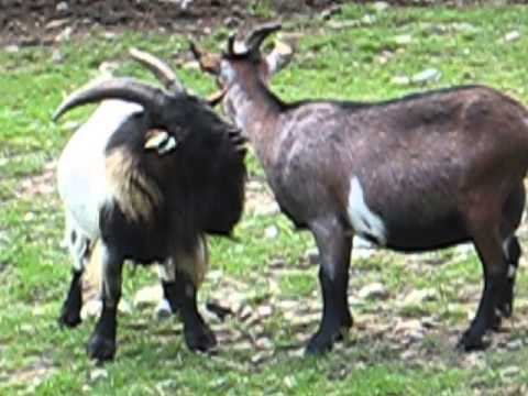 Mr and Mrs Goat having a domestic argument!