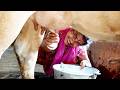 Cow Milking By Hand