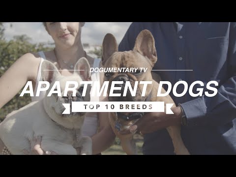 YouTube video about: Are basset hounds good apartment dogs?