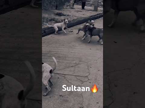 American bully vs street dogs fight #dog #realdog #doglover #dogfight #pitbull #dogfight