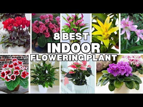 Best Indoor Flowering Plants with identification |Indoor Flower plant |Swaroopa Diaries
