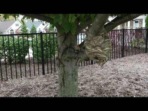 Small Yet Dangerous Bald Faced Hornets Nest in Somerset, NJ