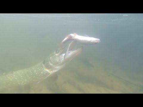 Brutal Pike Attacks Caught On Camera UNDER WATER!