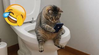 Crazy Funny Cats Compilation 2026 😹 Most Viral Cat Moments You Must Watch MQDEFAULT Thumbnail