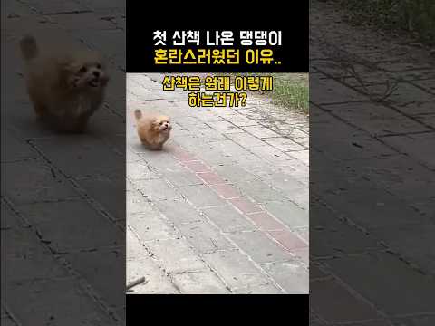 태어나 처음 산책나온 혼란스러운 댕댕이