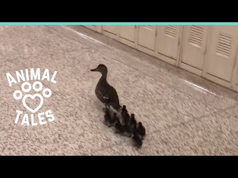 Mother Duck Leads Ducklings Through School