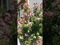 Rose of Sharon. #roseofsharon #illinois #illinoisgardening #homegarden #flowers #usa #tamil