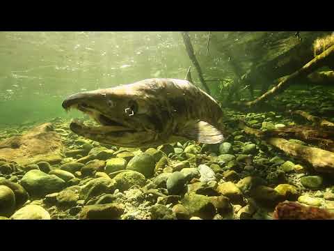 太平洋鮭魚的洄游旅程 - 國家地理雜誌官方網站｜探索自然、科學與文化的最佳權