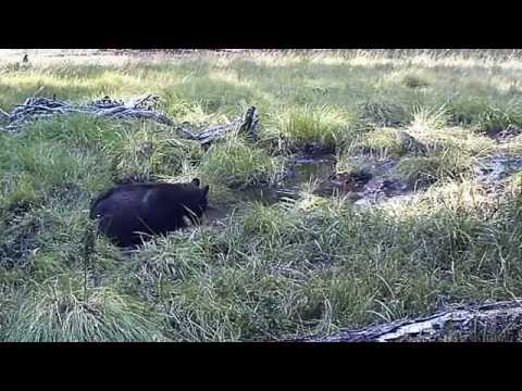 Bear in the Wallow Day