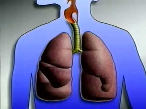 нем яз Video die Atmung Die Atmung FWU 2001