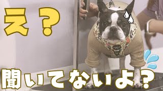 新しいお洋服でルンルンの愛犬が絶望しました😱