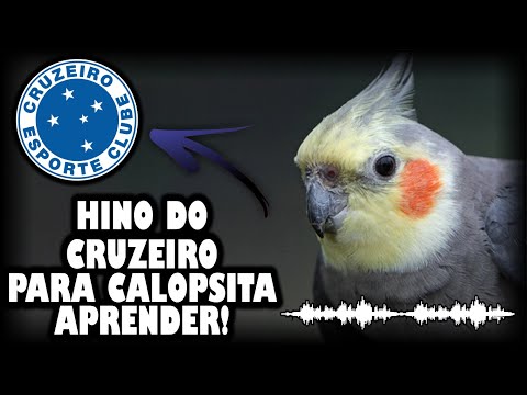 ASSOBIO CALOPSITA - HINO DO CRUZEIRO PARA ENSINAR CALOPSITA!