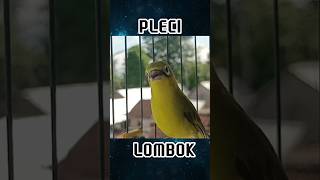 Download lagu PLECI LOMBOK GACOR #shorts mp3 Download lagu PLECI LOMBOK GACOR #shorts mp3