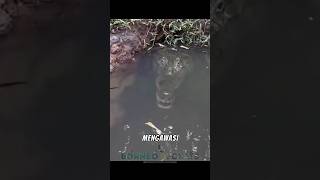 Download lagu DIawasi induk buaya #shorts 3#predator #buaya mp3 Download lagu DIawasi induk buaya #shorts 3#predator #buaya mp3