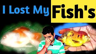 I lost My Fish's || I Lost My Exotic Gold Fish's || Why I'm not active on YouTube last 15 days