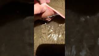 #relax #animals #fishing #fish。Qi Pearl。Clean lake water. Pearl oyster. shell pearls