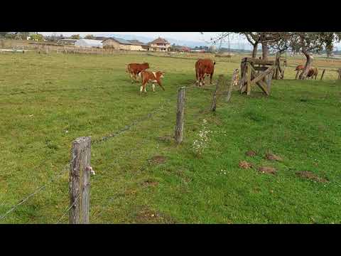 Video 122 aus Bauernhof Hofmayer