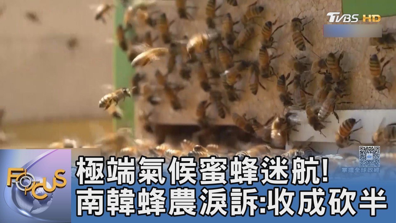 極端氣候蜜蜂迷航!南韓蜂農淚訴:收成砍半