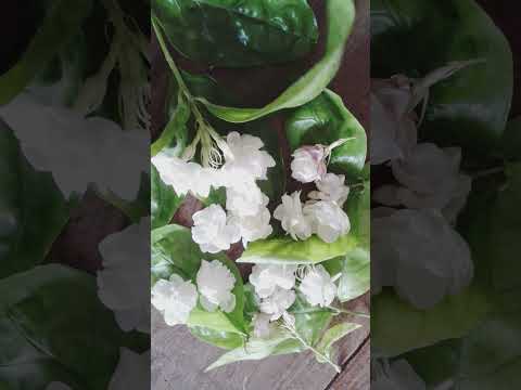 Jasmin flowers||chameli flowers ||chameli ka phool
