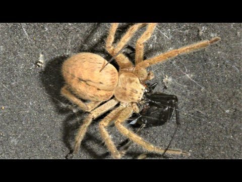 Black Widow vs. Huntsman Spider (Warning: May be disturbing to some viewers.)