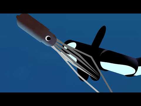 Giant squid vs orca