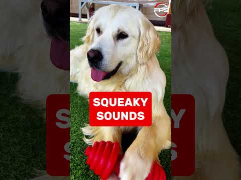 Dog Toy Squeaky Toy Sound #petsound #viralvideo