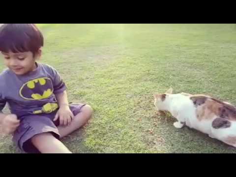 The Arab Cat is so Calm!