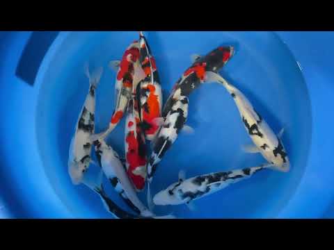 JKS 470 Koshiji F Shiro Utsuri / M Showa Selected