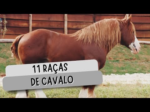 , title : '11 RAÇAS DE CAVALO'