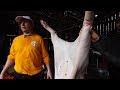How to Eviscerate a Pig to Prep for Butchering