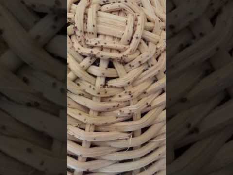 I vermi bloccano intestini Vermi e brodo di una camomilla