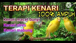 Download lagu TERAPI BURUNG KENARI AMPUH. UNTUK KENARI MACET BUNYI. KENARI STRES. KENARI PAUD. DLL mp3