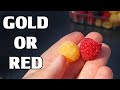 GOLDEN RASPBERRIES Comparing Raspberry Varieties In Finland Weird Fruit Explorer