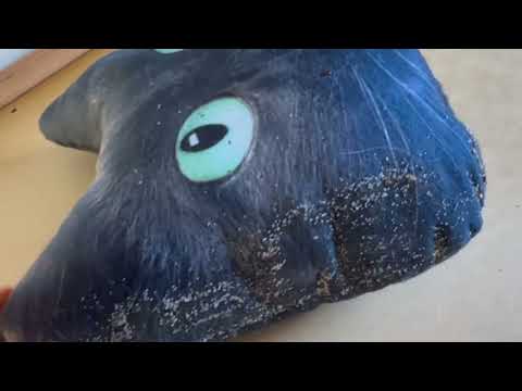 Kitty Pillow & Bed Full of Bed Bugs in Neptune, NJ