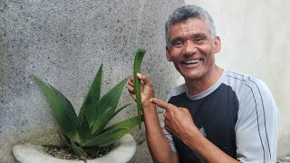 Aloe vera for hemorrhoids; step by step.