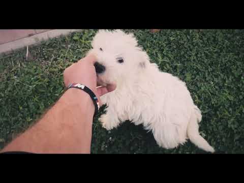 West Highland White Terrier puppy for sale