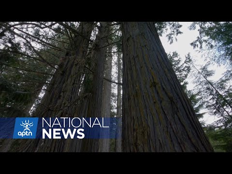 Could Fairy Creek protests be solved by BC implementing its Old Growth Strategic Review? | APTN News