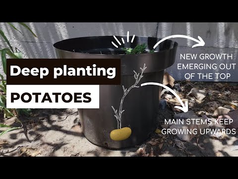 , title : 'A new way of growing potatoes by deep planting them