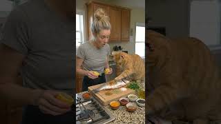 #youtubeshorts  #viral #comedy  #shorts #cat
