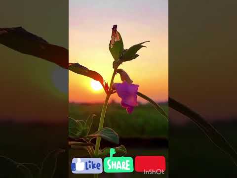 #shorts #shortsyoutube #hashtags