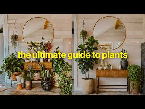 The REAL Reason Your Indoor Plants Look Bad