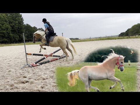 Wanderreiten, erster Koppelgang & Springstunde