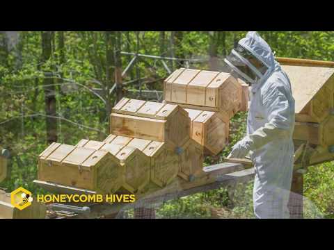 , title : 'Beekeeping Reimagined  Honeycomb Hives  Fold Hives'