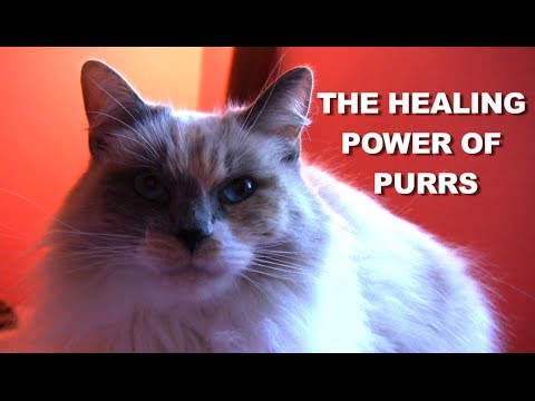 The Healing Power of Cat Purrs