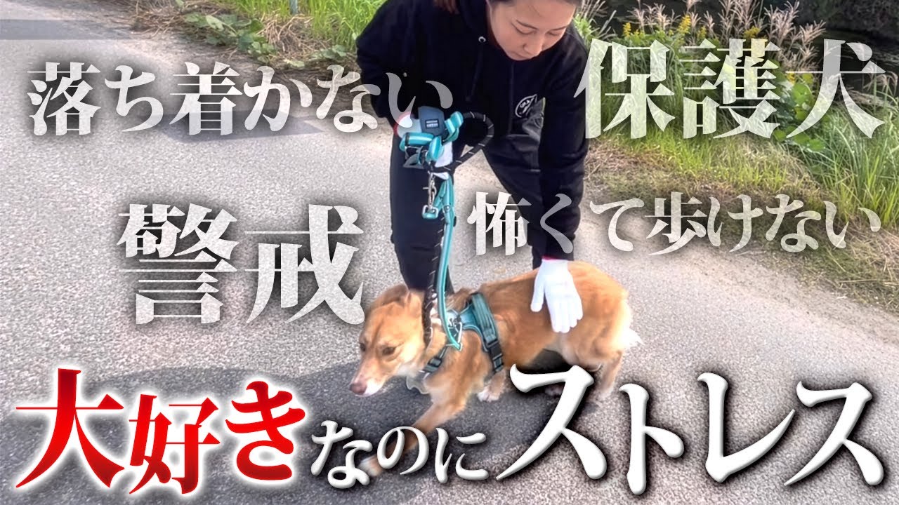 「散歩好きなのに外の刺激がストレスな犬」成長の様子を大公開！