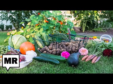 Farm Expert Says YOU Should Plant A Home Garden ASAP
